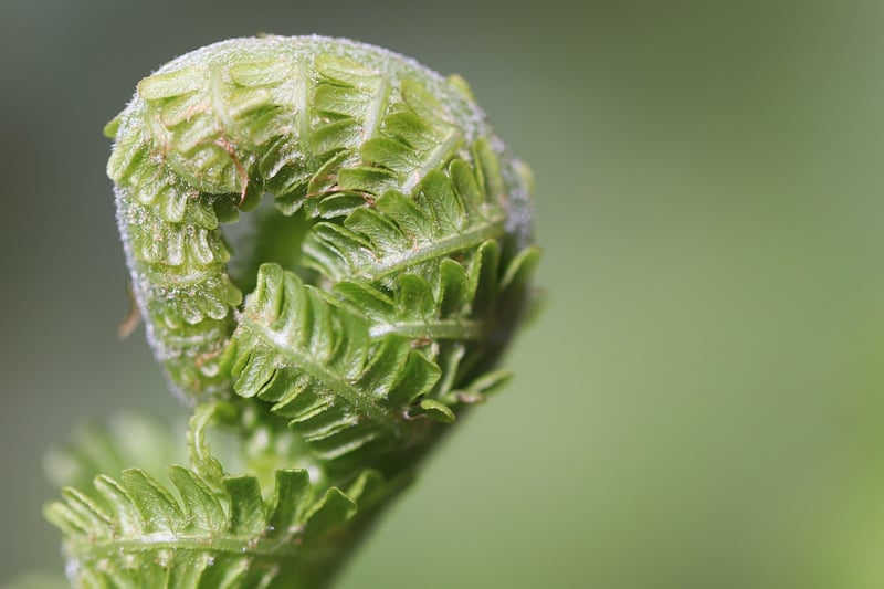 Edible plants to grow