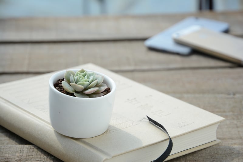 Indoor plant decor