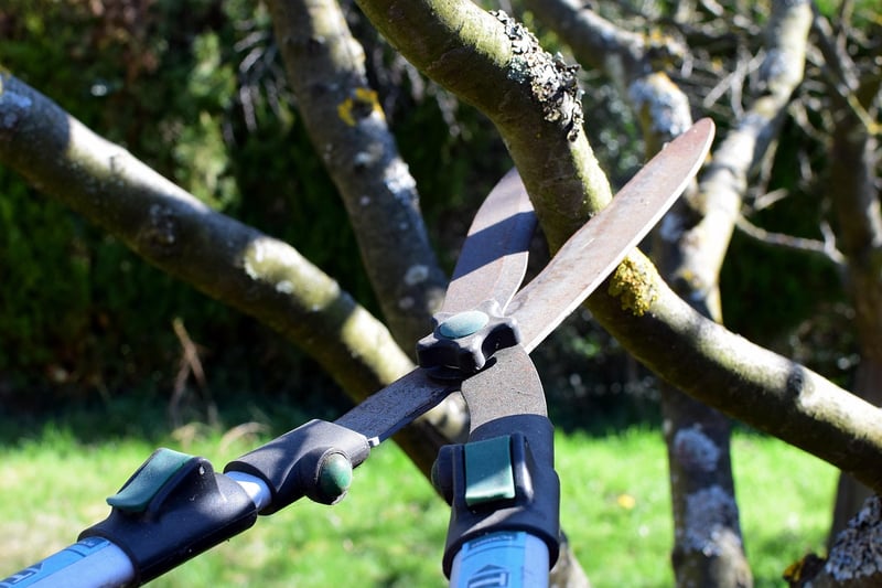 Pruning and grooming