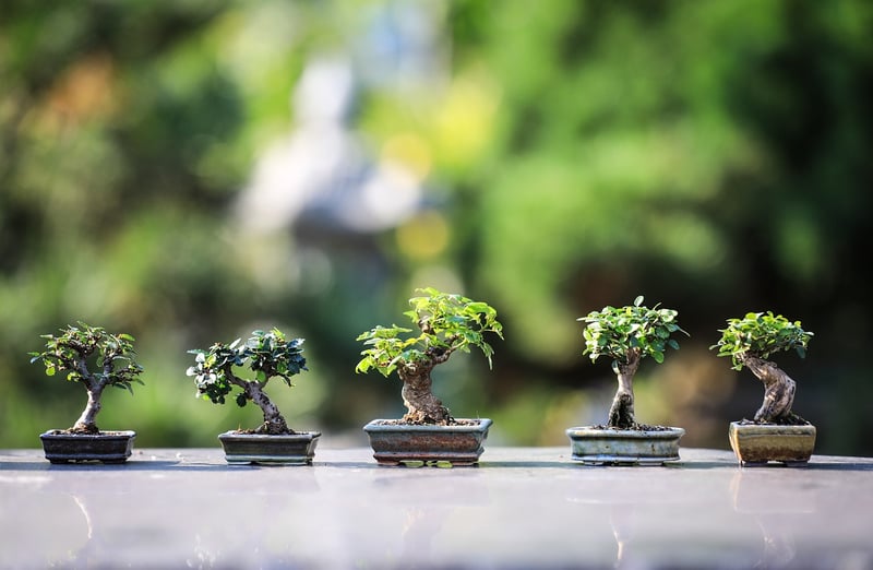 Indoor Plant Decor