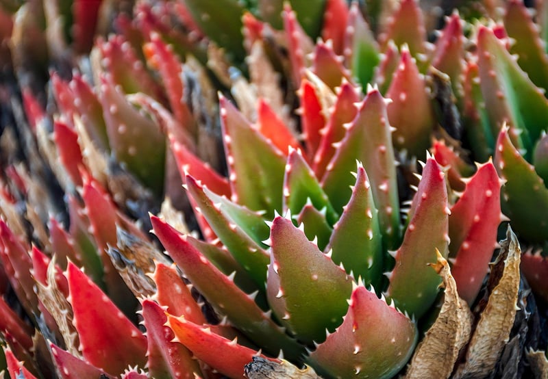 Vertical Succulent Wall
